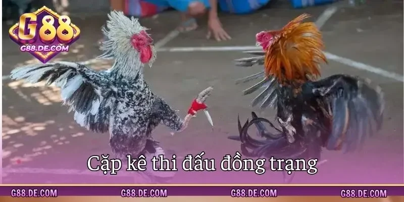 Vật nuôi đồng trạng được mang đi thi đấu