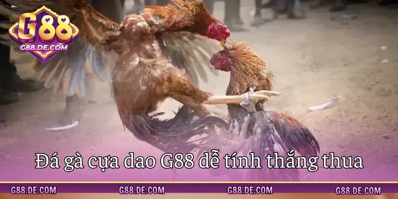 Đá gà cựa dao G88 tính thắng thua đơn giản