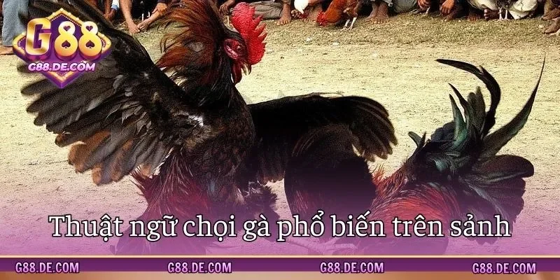 Thuật ngữ thông dụng khi chọi kê ăn tiền